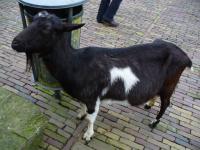 <img200*0:stuff/z/45154/DutchyKiPhotoUpload/P1050275.JPG>