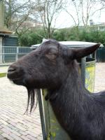 <img150*0:stuff/z/45154/DutchyKiPhotoUpload/P1050276.JPG>