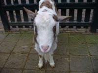 <img200*0:stuff/z/45154/DutchyKiPhotoUpload/P1050277.JPG>