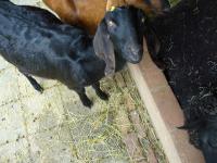 <img200*0:stuff/z/45154/DutchyKiPhotoUpload/P1050279.JPG>