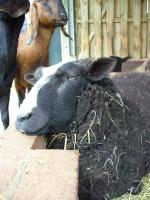<img150*0:stuff/z/45154/DutchyKiPhotoUpload/P1050280.JPG>