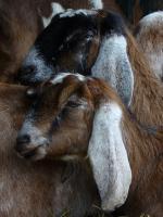 <img150*0:stuff/z/45154/DutchyKiPhotoUpload/P1050281.JPG>