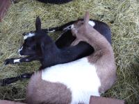 <img200*0:stuff/z/45154/DutchyKiPhotoUpload/P1050283.JPG>