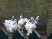 <img200*0:stuff/z/45154/DutchyKiPhotoUpload/P1050286.JPG>