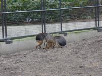 <img200*0:stuff/z/45154/DutchyKiPhotoUpload/P1050287.JPG>