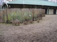 <img200*0:stuff/z/45154/DutchyKiPhotoUpload/P1050288.JPG>