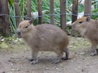 <img200*0:stuff/z/45154/DutchyKiPhotoUpload/P1050289.JPG>