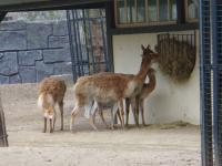 <img200*0:stuff/z/45154/DutchyKiPhotoUpload/P1050292.JPG>