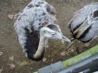 <img200*0:stuff/z/45154/DutchyKiPhotoUpload/P1050294.JPG>