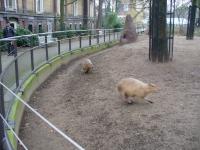 <img200*0:stuff/z/45154/DutchyKiPhotoUpload/P1050295.JPG>