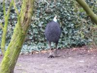 <img200*0:stuff/z/45154/DutchyKiPhotoUpload/P1050301.JPG>