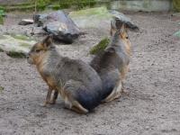 <img200*0:stuff/z/45154/DutchyKiPhotoUpload/P1050303.JPG>