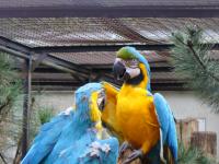 <img200*0:stuff/z/45154/DutchyKiPhotoUpload/P1050307.JPG>