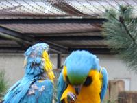 <img200*0:stuff/z/45154/DutchyKiPhotoUpload/P1050308.JPG>
