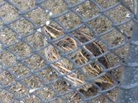 <img200*0:stuff/z/45154/DutchyKiPhotoUpload/P1050309.JPG>