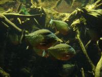 <img200*0:stuff/z/45154/DutchyKiPhotoUpload/P1050314.JPG>