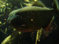 <img200*0:stuff/z/45154/DutchyKiPhotoUpload/P1050315.JPG>