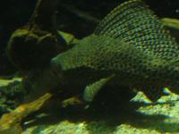 <img200*0:stuff/z/45154/DutchyKiPhotoUpload/P1050317.JPG>