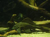 <img200*0:stuff/z/45154/DutchyKiPhotoUpload/P1050319.JPG>