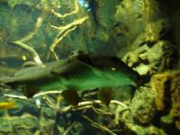 <img200*0:stuff/z/45154/DutchyKiPhotoUpload/P1050320.JPG>