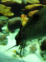 <img150*0:stuff/z/45154/DutchyKiPhotoUpload/P1050321.JPG>