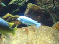 <img200*0:stuff/z/45154/DutchyKiPhotoUpload/P1050322.JPG>