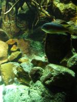 <img150*0:stuff/z/45154/DutchyKiPhotoUpload/P1050323.JPG>