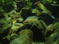 <img200*0:stuff/z/45154/DutchyKiPhotoUpload/P1050324.JPG>