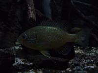 <img200*0:stuff/z/45154/DutchyKiPhotoUpload/P1050326.JPG>
