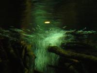 <img200*0:stuff/z/45154/DutchyKiPhotoUpload/P1050327.JPG>