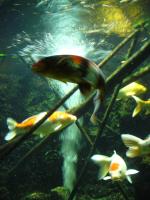 <img150*0:stuff/z/45154/DutchyKiPhotoUpload/P1050328.JPG>