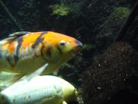 <img200*0:stuff/z/45154/DutchyKiPhotoUpload/P1050329.JPG>
