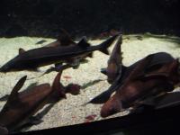 <img200*0:stuff/z/45154/DutchyKiPhotoUpload/P1050330.JPG>