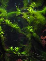 <img150*0:stuff/z/45154/DutchyKiPhotoUpload/P1050331.JPG>