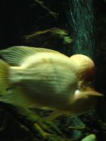 <img150*0:stuff/z/45154/DutchyKiPhotoUpload/P1050332.JPG>