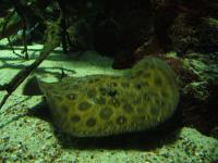 <img200*0:stuff/z/45154/DutchyKiPhotoUpload/P1050333.JPG>