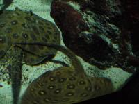 <img200*0:stuff/z/45154/DutchyKiPhotoUpload/P1050334.JPG>