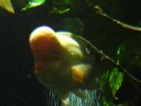 <img200*0:stuff/z/45154/DutchyKiPhotoUpload/P1050335.JPG>