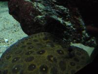 <img200*0:stuff/z/45154/DutchyKiPhotoUpload/P1050336.JPG>