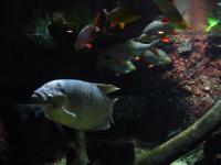 <img200*0:stuff/z/45154/DutchyKiPhotoUpload/P1050337.JPG>