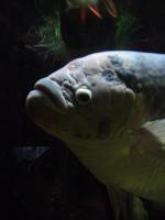 <img150*0:stuff/z/45154/DutchyKiPhotoUpload/P1050338.JPG>
