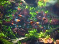 <img200*0:stuff/z/45154/DutchyKiPhotoUpload/P1050339.JPG>
