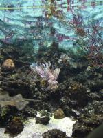 <img150*0:stuff/z/45154/DutchyKiPhotoUpload/P1050343.JPG>