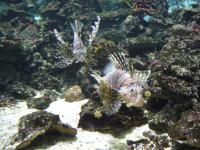 <img200*0:stuff/z/45154/DutchyKiPhotoUpload/P1050344.JPG>