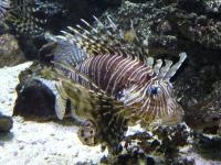 <img200*0:stuff/z/45154/DutchyKiPhotoUpload/P1050345.JPG>