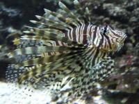 <img200*0:stuff/z/45154/DutchyKiPhotoUpload/P1050346.JPG>