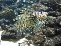 <img200*0:stuff/z/45154/DutchyKiPhotoUpload/P1050347.JPG>