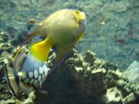 <img200*0:stuff/z/45154/DutchyKiPhotoUpload/P1050352.JPG>