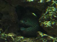 <img200*0:stuff/z/45154/DutchyKiPhotoUpload/P1050353.JPG>