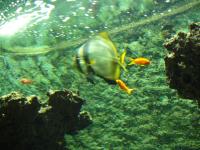 <img200*0:stuff/z/45154/DutchyKiPhotoUpload/P1050355.JPG>